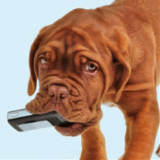 Good Boy, Credit Card