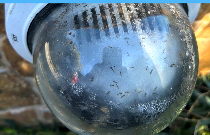 ants Ants in Security Camera