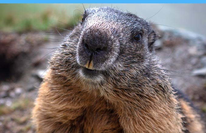 groundhog Groundhog Eating Cables