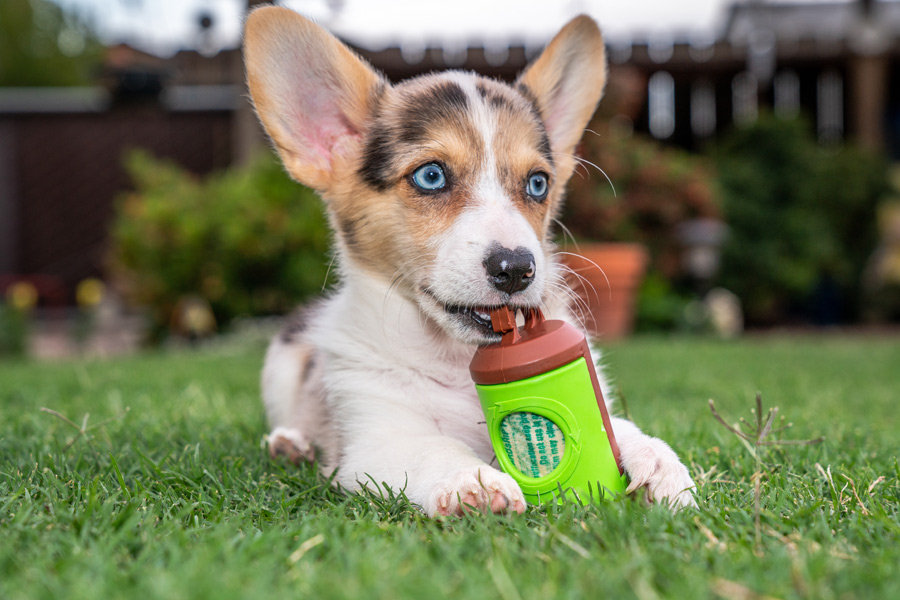 Dog-Friendly Business Dog-Friendly Business