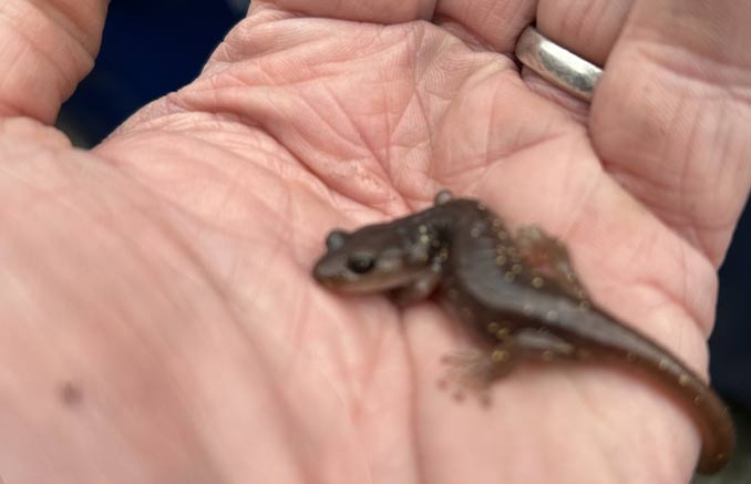 roberts-newt Robert's Electrified Newt