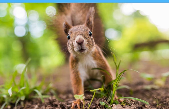 squirrel Squirrel Fights the Power